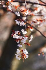 一瞬の輝き～山桜