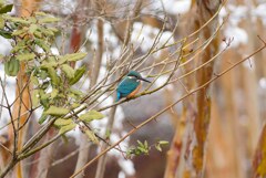 青い鳥