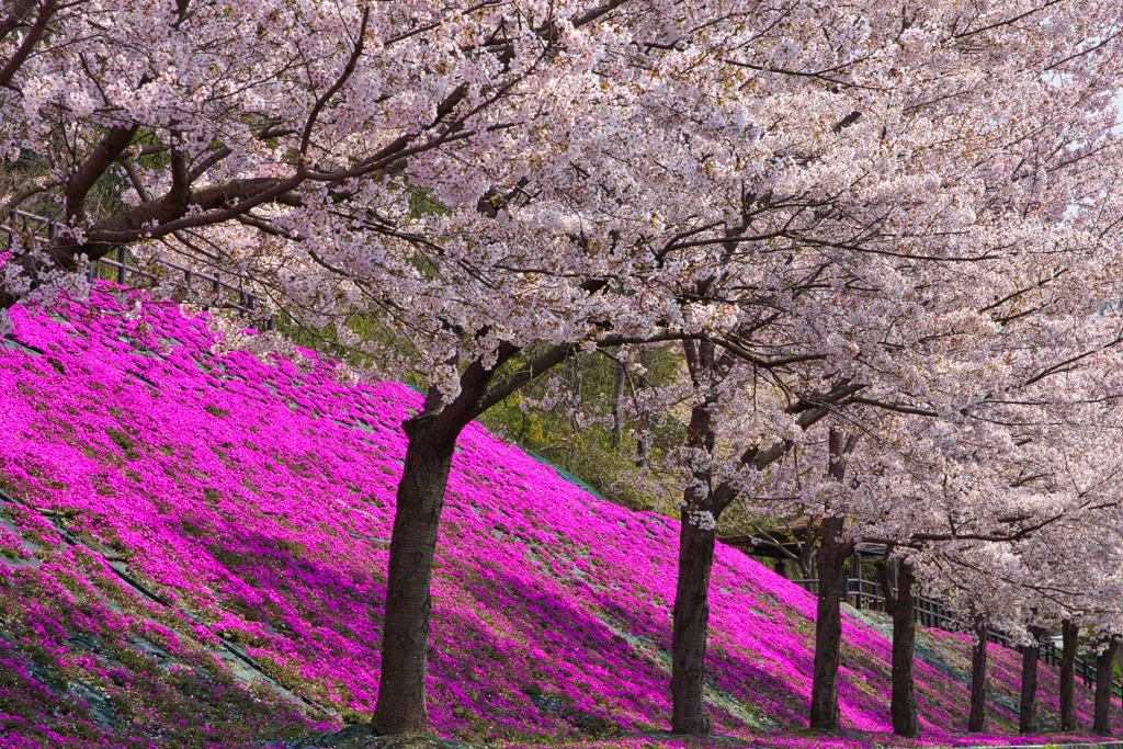 桜とサクラ♪