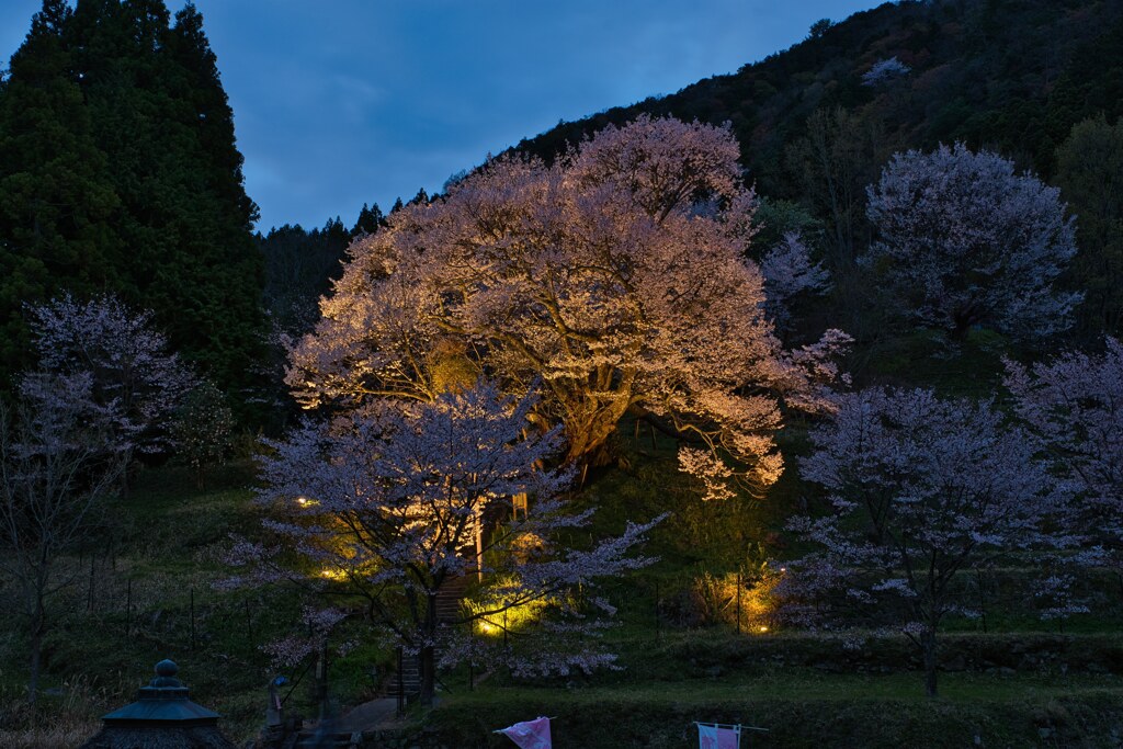 ライトアップの千年桜