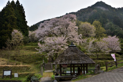 佛隆寺の千年桜