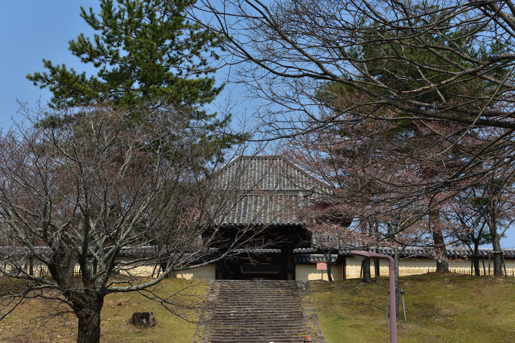 開花前の戒壇堂