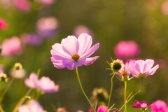 秋桜が咲く頃