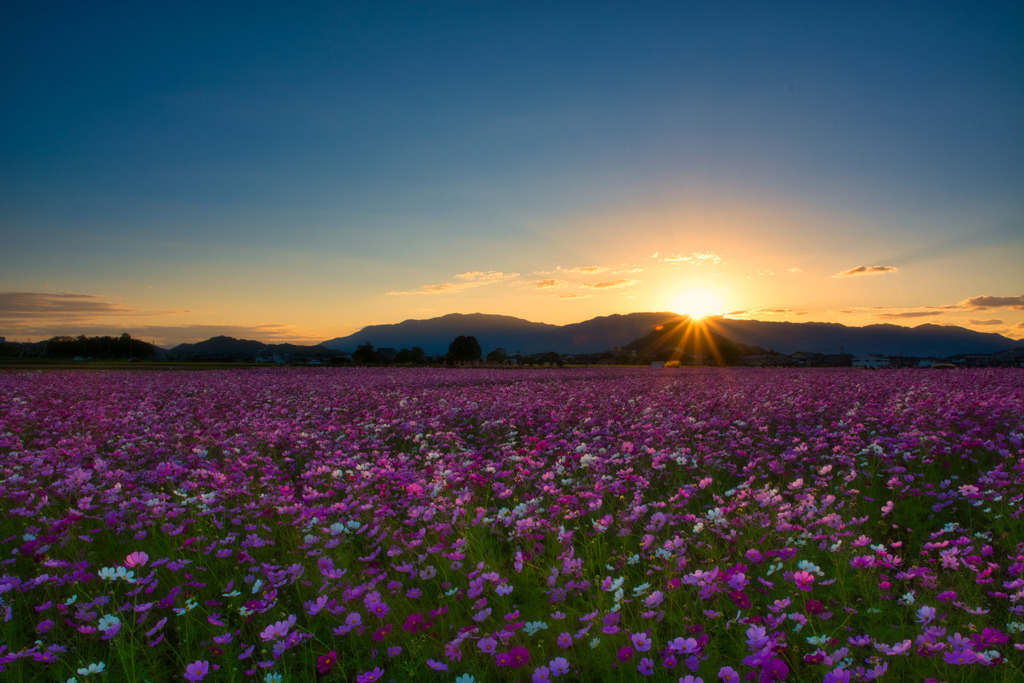 また　来年～　夕刻の藤原宮跡2021　①