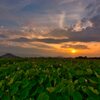 2020’藤原京の夕景《蓮》　其の弐