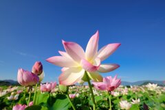 夏空に向かって・・