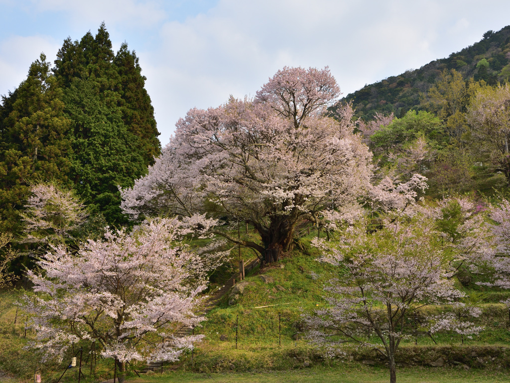 咲き誇る千年桜