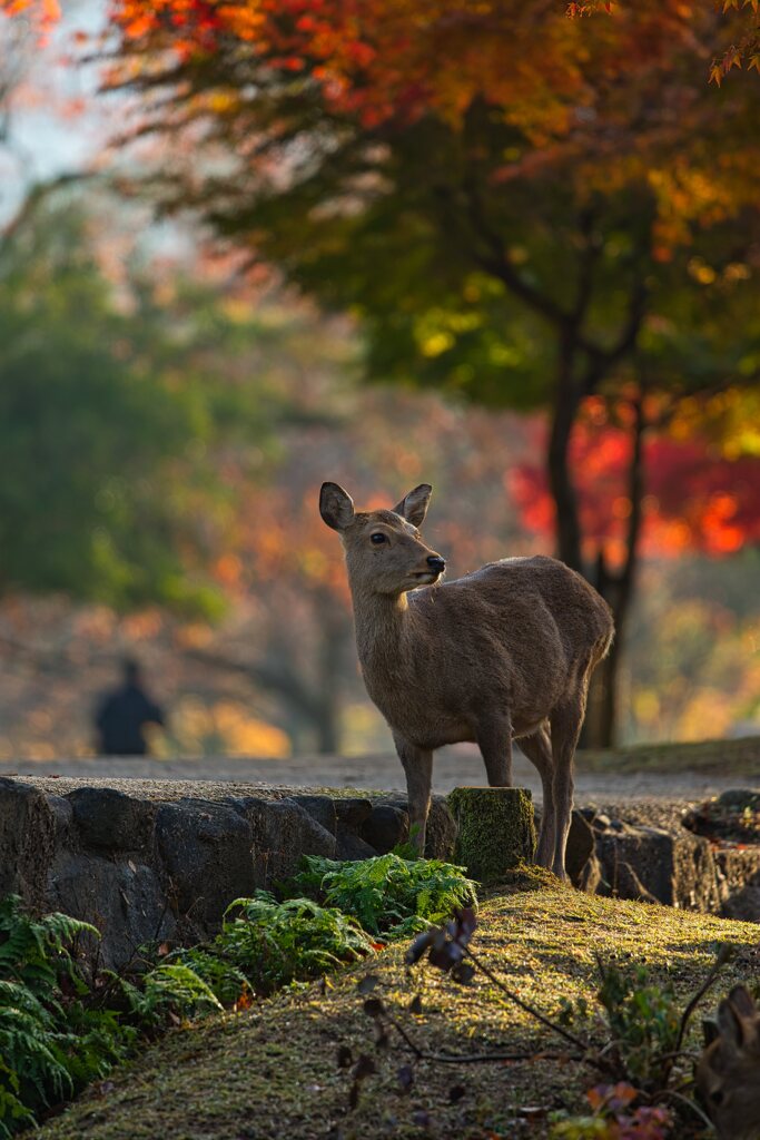 秋を感じて～奈良公園　弐