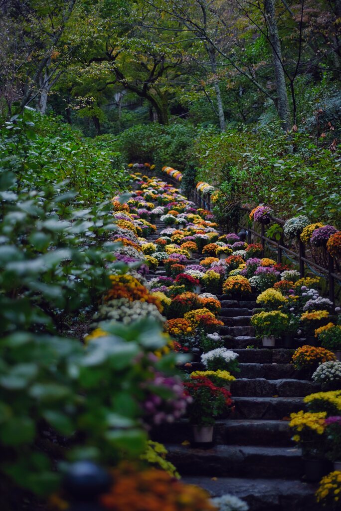 花の御寺～菊回廊　其の弐
