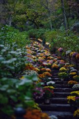 花の御寺~菊回廊 其の弐 花の御寺~菊回廊 其の弐
