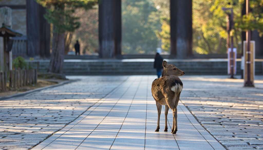 穏やかな朝～東大寺