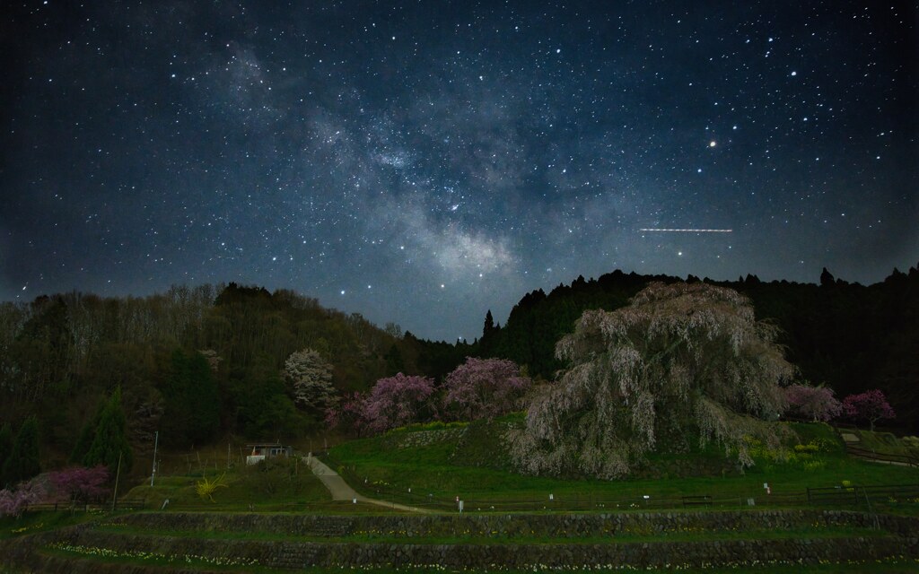 銀河の下で・・・・咲く