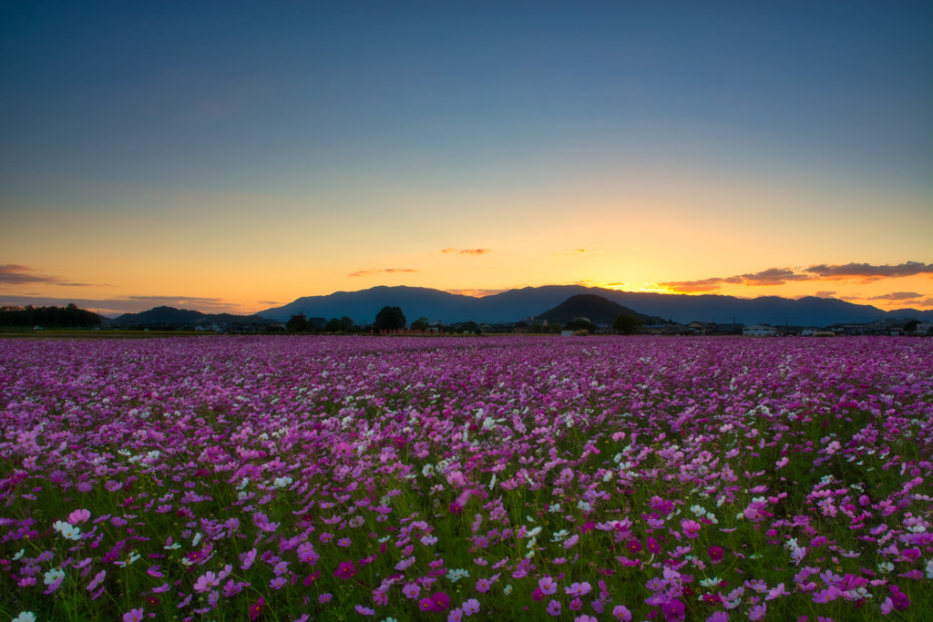また　来年～　夕刻の藤原宮跡2021　③