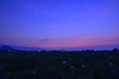 Lotus and evening③　余韻