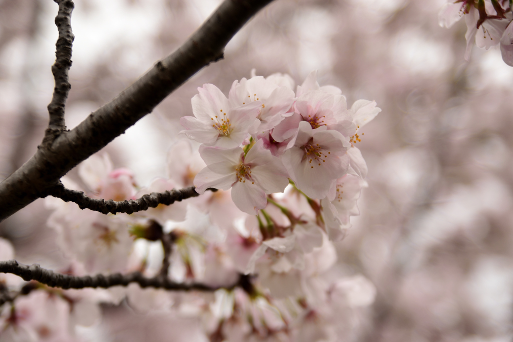 雨上がりの桜③