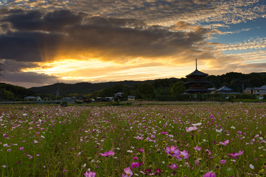 法起寺～夕暮れの秋桜　弐