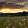 法起寺～夕暮れの秋桜　弐