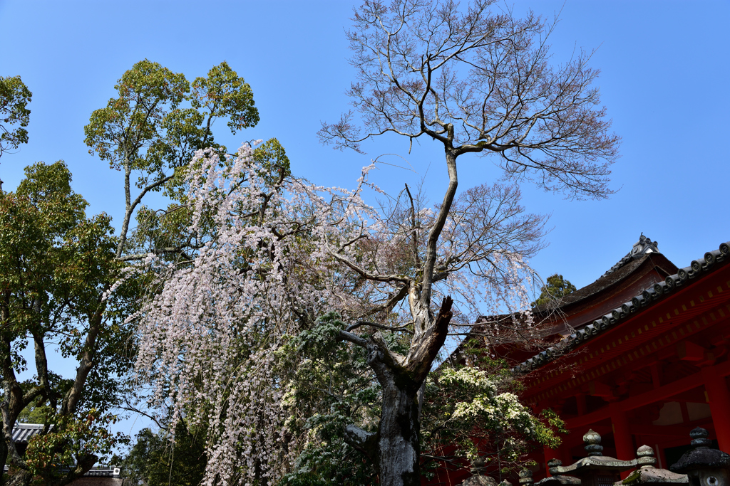 春日大社のしだれ桜①