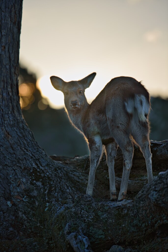 Greeting the deer