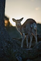 Greeting the deer