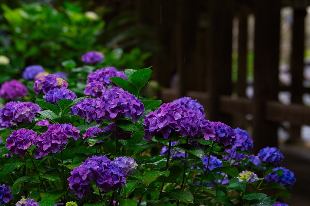 紫陽花と登廊～長谷寺