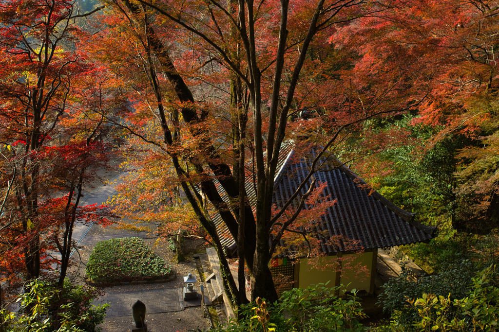錦秋の長谷寺　其の質