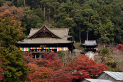 紅葉の長谷寺　本堂を眺める　其の弐