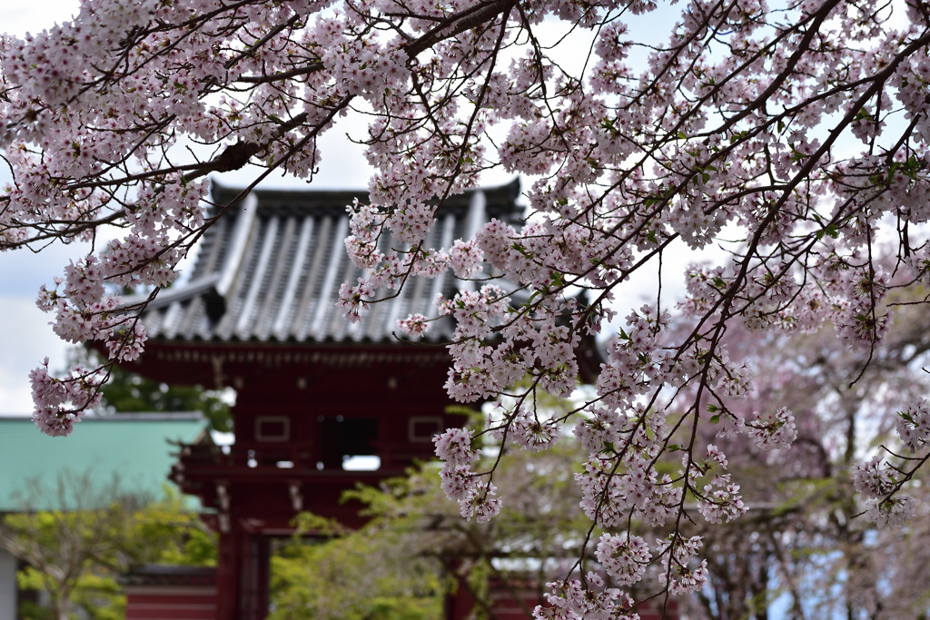 楼門を彩る～奥院