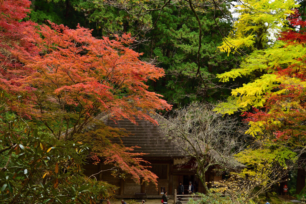 紅葉の室生寺19　金堂