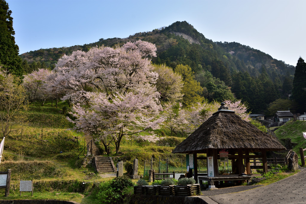 榛原の千年桜②