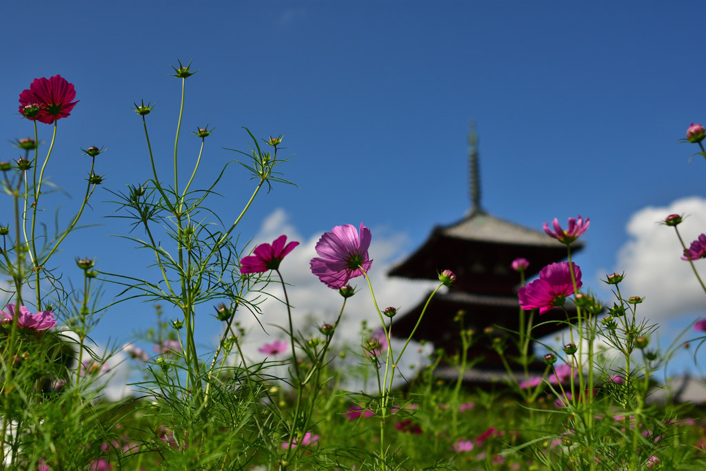 初秋の法起寺①