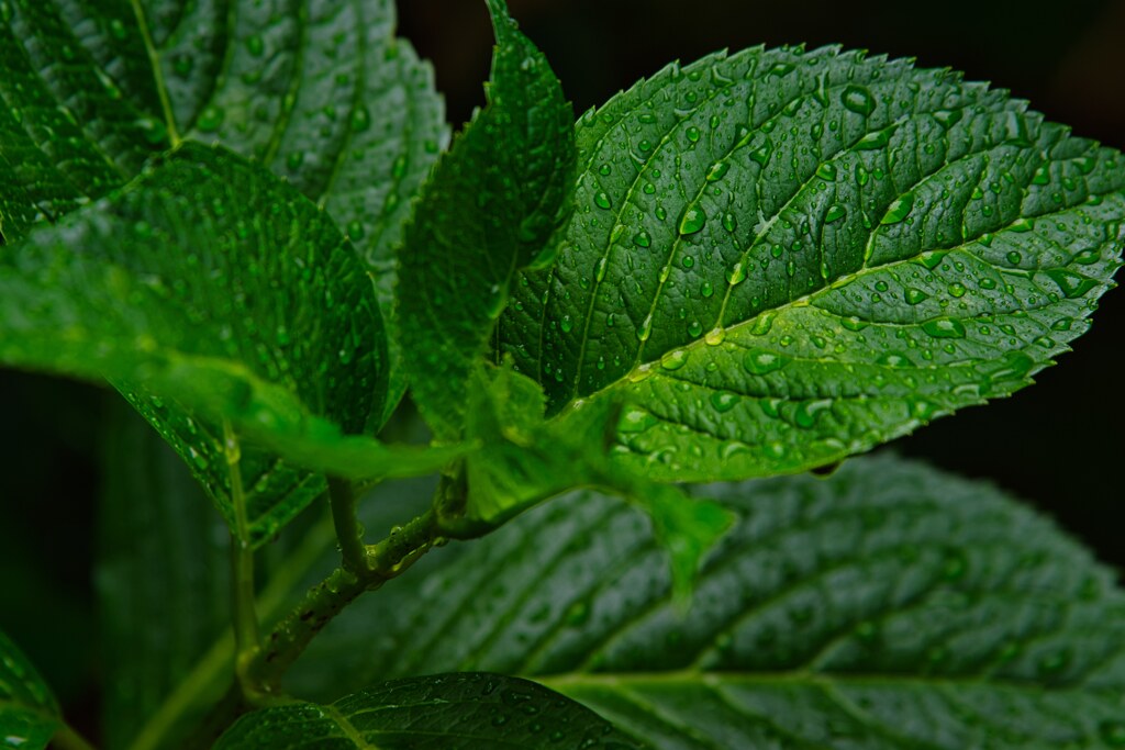 雨中の中で・・・紫陽花