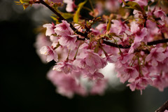 19’馬見の河津桜②