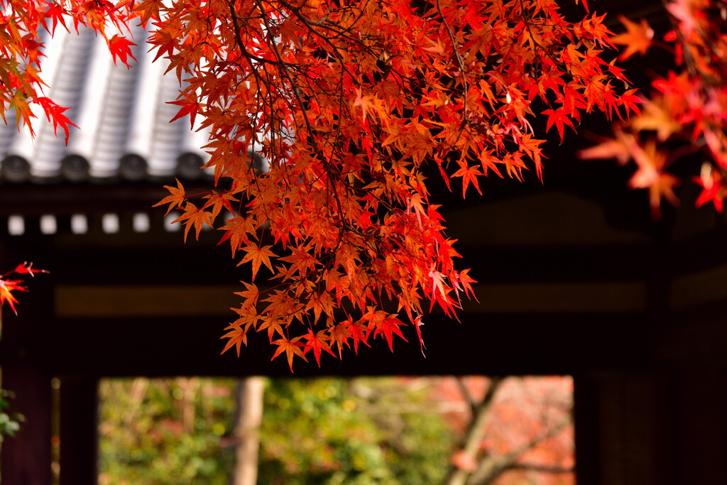 紅～法金剛院