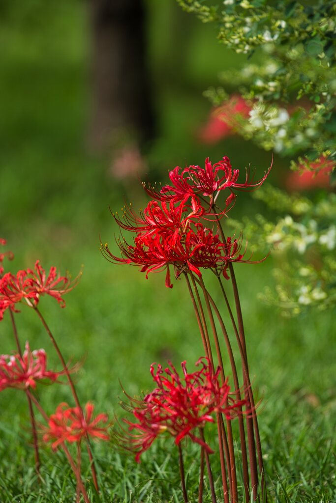 咲き始めの曼殊沙華　弐