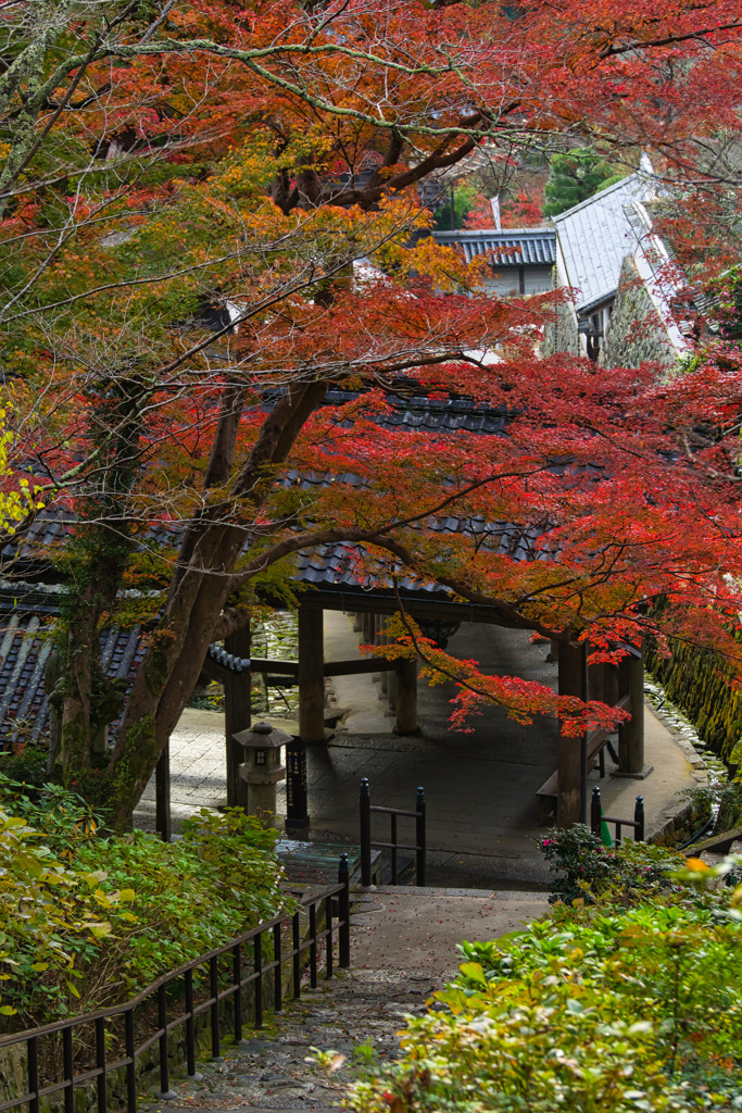 錦秋の長谷寺～登廊