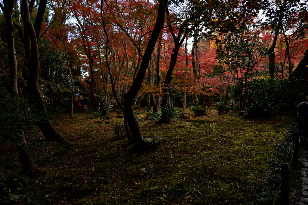 苔と紅葉