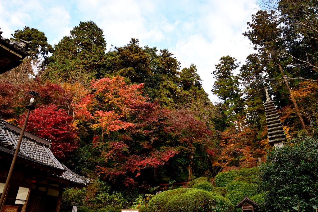 晩秋　紅葉の終わり④