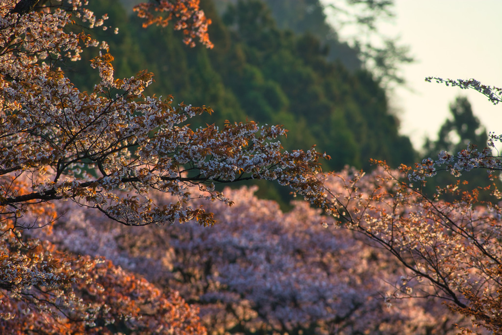 咲き乱れる～山桜