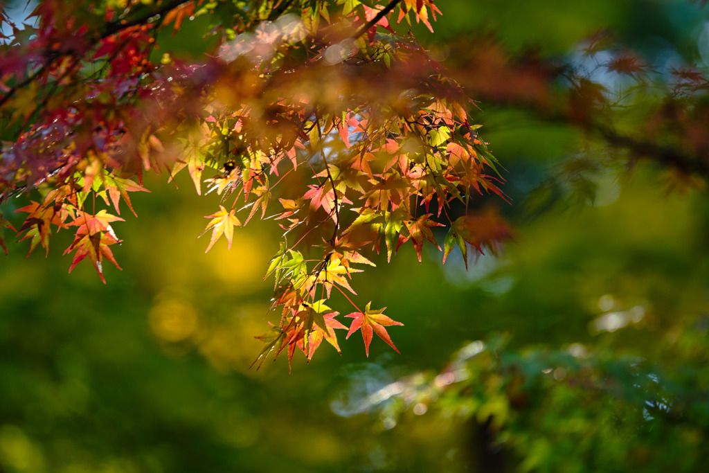 光浴びて・・紅葉