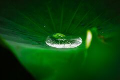 Lotus effect Ⅱ