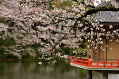 金閣浮御堂と桜