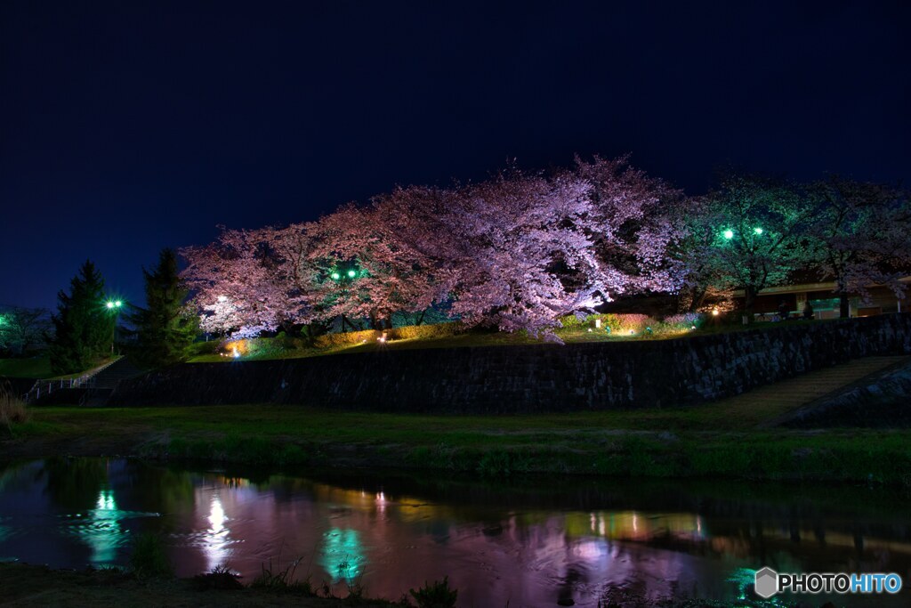 照らされて　桜