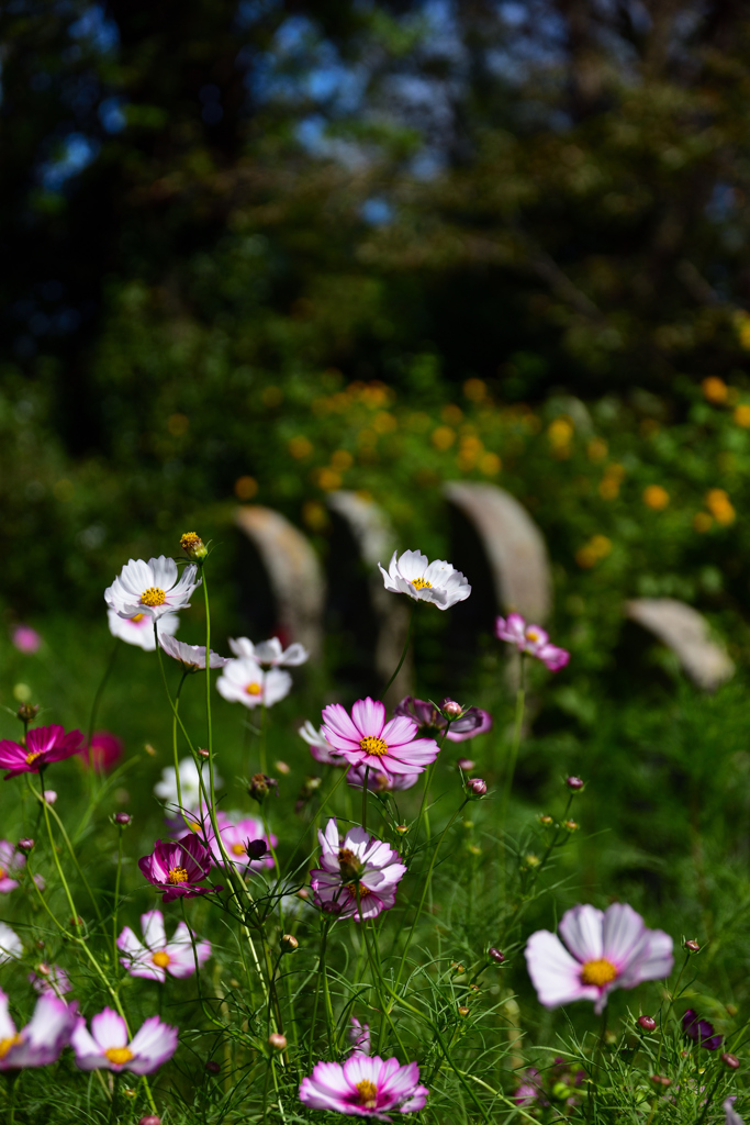 石仏と秋桜