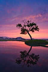 古宮の水鏡　其の弐