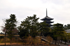 興福寺　五重塔