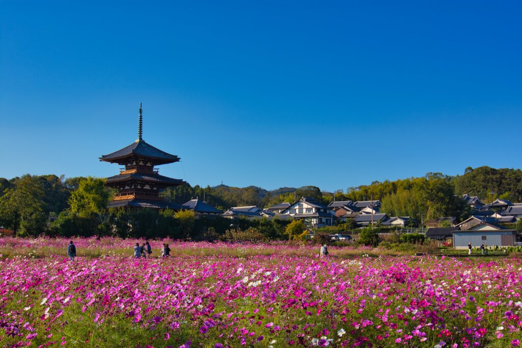 秋の法起寺