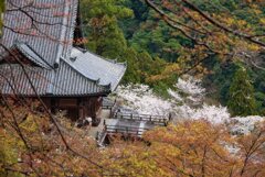 満開の花の御寺　壱