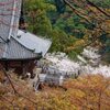満開の花の御寺　壱