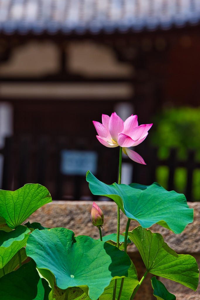 唐招提寺の蓮